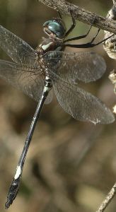 Brechmorhoga mendax male