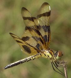 Celithemis eponina female