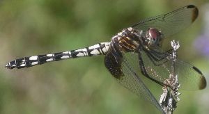 Dythemis fugax female