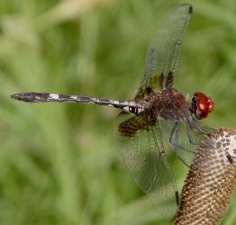 Dythemis fugax male