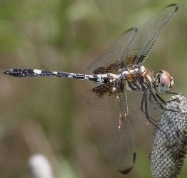 Dythemis fugax immature male