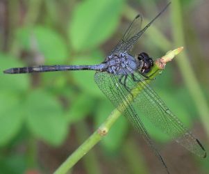 Dythemis nigrescens male