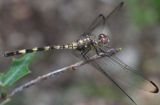 Dythemis nigrescens female