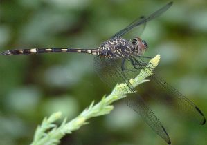 Dythemis nigrescens immature male