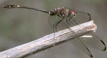 Dythemis velox male