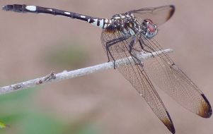 Dythemis velox female