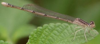 Enallagma basidens female