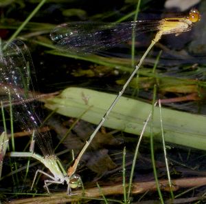 Enallagma signatum ovipositing in tandem