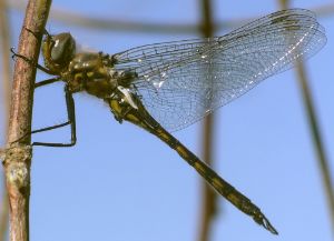 Epitheca species immature male