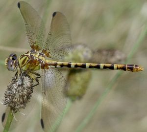 Erpetogomphus designatus female