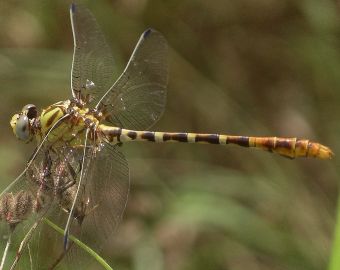 Erpetogomphus designatus male