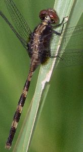 Erythemis plebeja female