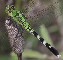 Erythemis simplicicollis female