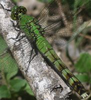 Erythemis simplicicollis female