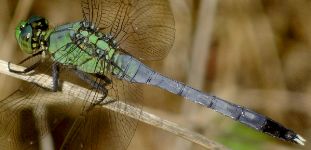 Erythemis simplicicollis male