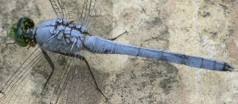 Erythemis simplicicollis male