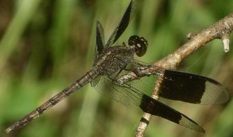 Erythrodiplax umbrata immature male