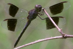 Erythrodiplax umbrata male