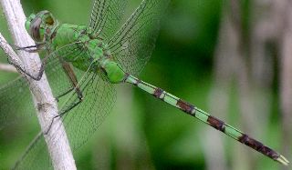 Erythemis vesiculosa male