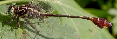 Gomphus vastus male