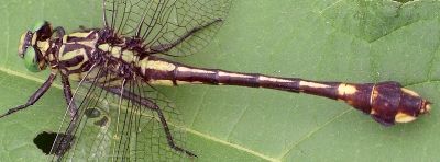 Gomphus vastus female