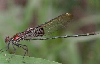 Hetaerina americana male