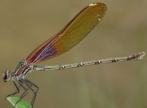 Hetaerina americana female