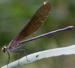 Hetaerina titia female