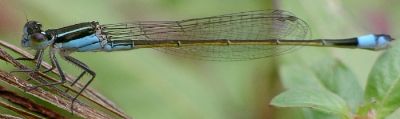 Ischnura ramburii female