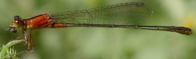 Ischnura ramburii female