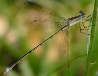 Lestes alacer immature male