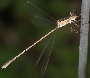 Lestes alacer female