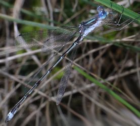 Lestes australis male