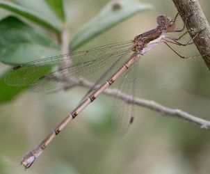 Lestes australis female