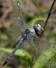 Libellula comanche male