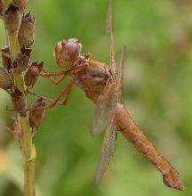 Libellula croceipennis female