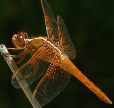 Libellula croceipennis immature male