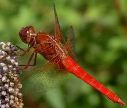 Libellula croceipennis male