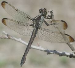 Libellula incesta female