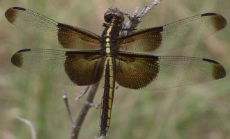 Libellula luctuosa female