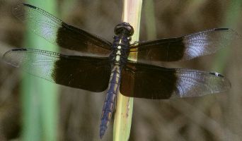 Libellula luctuosa immature male