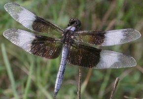 Libellula luctuosa male