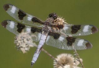 Libellula pulchella male