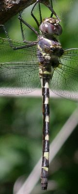 Macromia annulata female