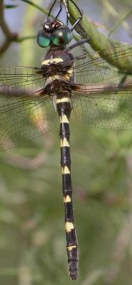 Macromia illinoiensis female