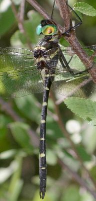 Macromia taeniolata male