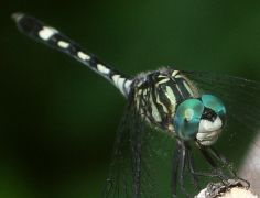 Micrathyria hagenii male