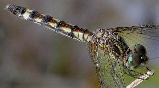 Micrathyria hagenii female