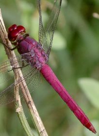 Orthemis discolor male