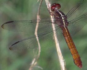 Orthemis discolor female